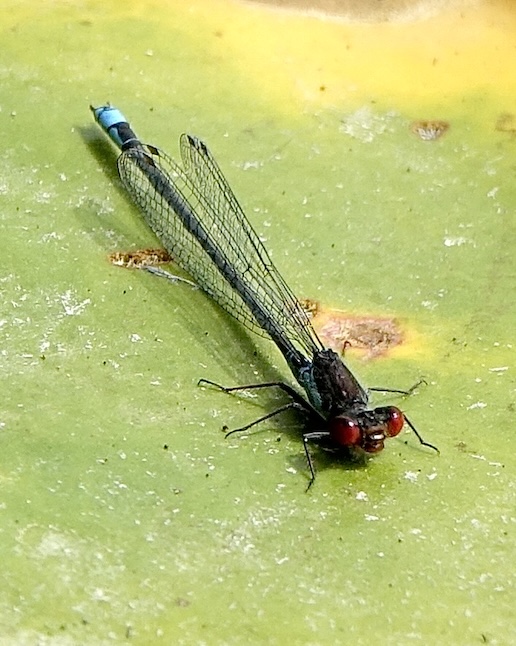 small red-eyed damselfly